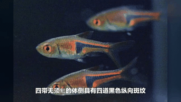 有沒有紅龍魚動態壁紙？