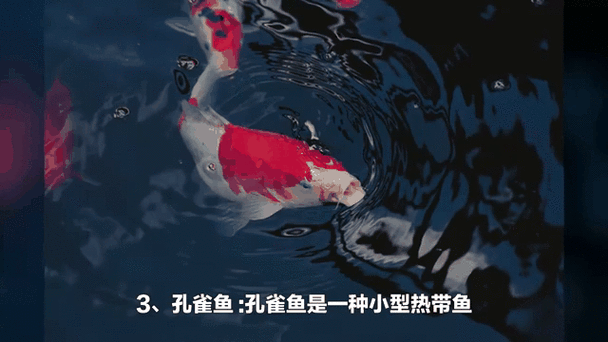 有沒有紅龍魚動態壁紙？