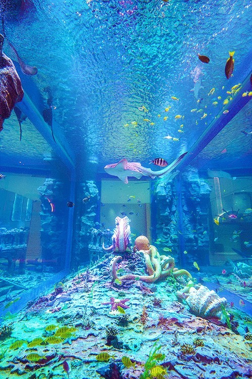 有沒有紅龍魚動態壁紙？