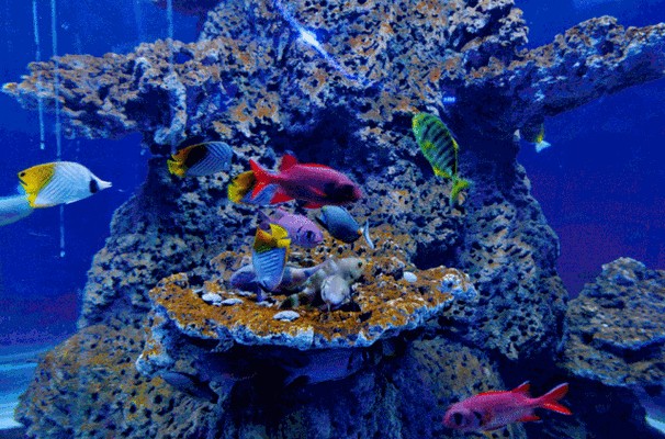 有沒有紅龍魚動態壁紙？