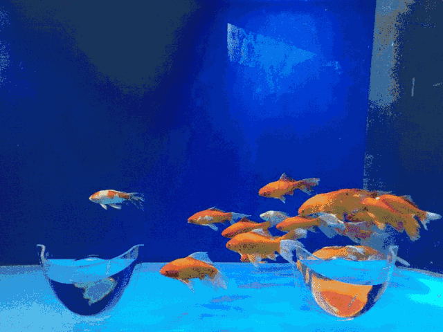 有沒有紅龍魚動態壁紙？