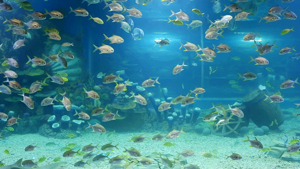 有沒有紅龍魚動態壁紙？