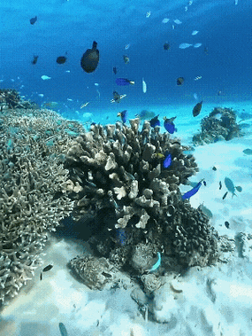 有沒有紅龍魚動態壁紙？