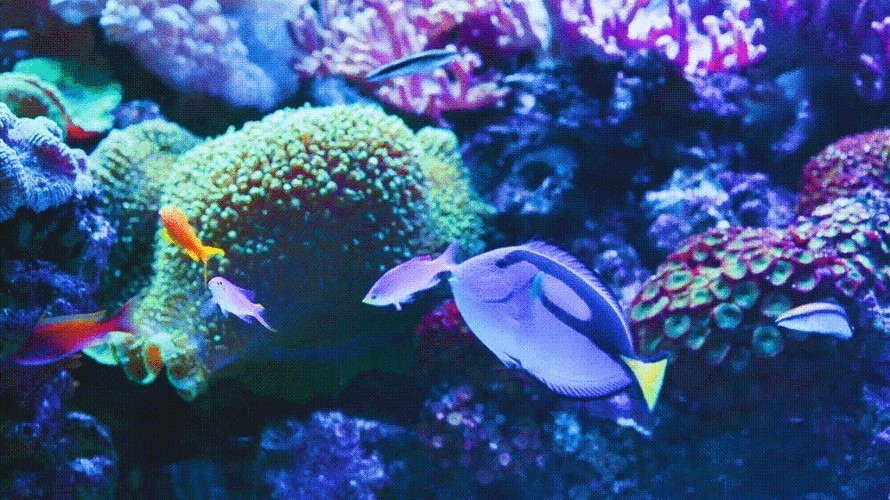 有沒有紅龍魚動態壁紙？