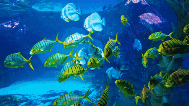 有沒有紅龍魚動態壁紙？