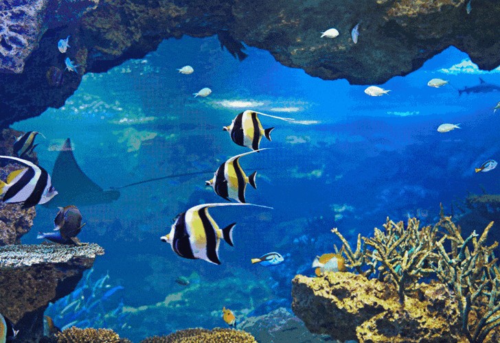 有沒有紅龍魚動態壁紙？