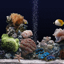 有沒有紅龍魚動態壁紙？