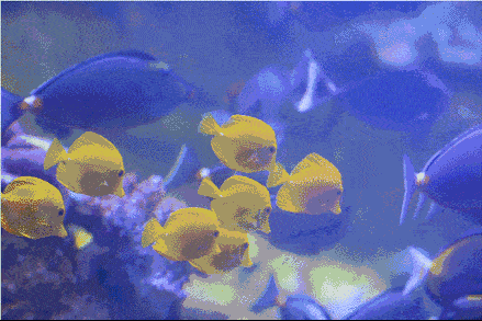 有沒有紅龍魚動態壁紙？