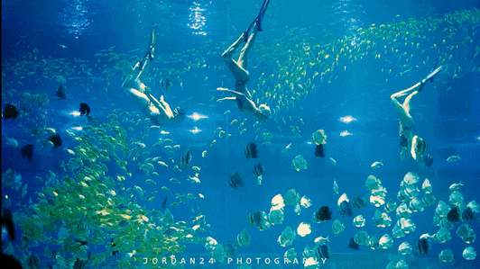 有沒有紅龍魚動態壁紙？