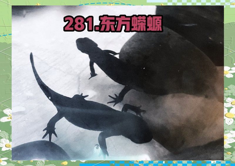 小火龍魚是什么魚