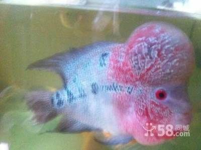 中山買金龍魚的地方