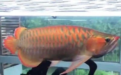世界第一龍魚排名榜：世界上最漂亮的龍魚品種排名，血龍紅龍排名世界第一