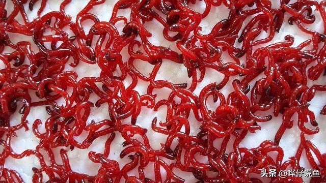 泥鰍給龍魚吃怎么消毒