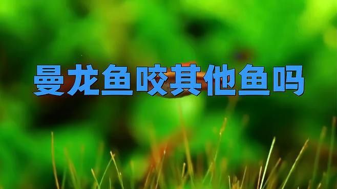 曼龍魚和孔雀魚