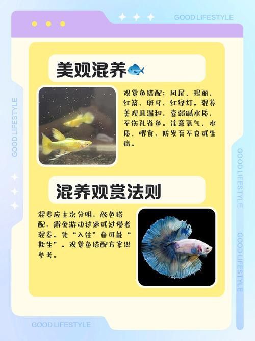 曼龍魚和孔雀魚