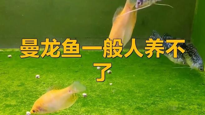曼龍魚和孔雀魚