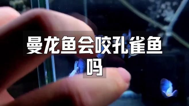 曼龍魚和孔雀魚