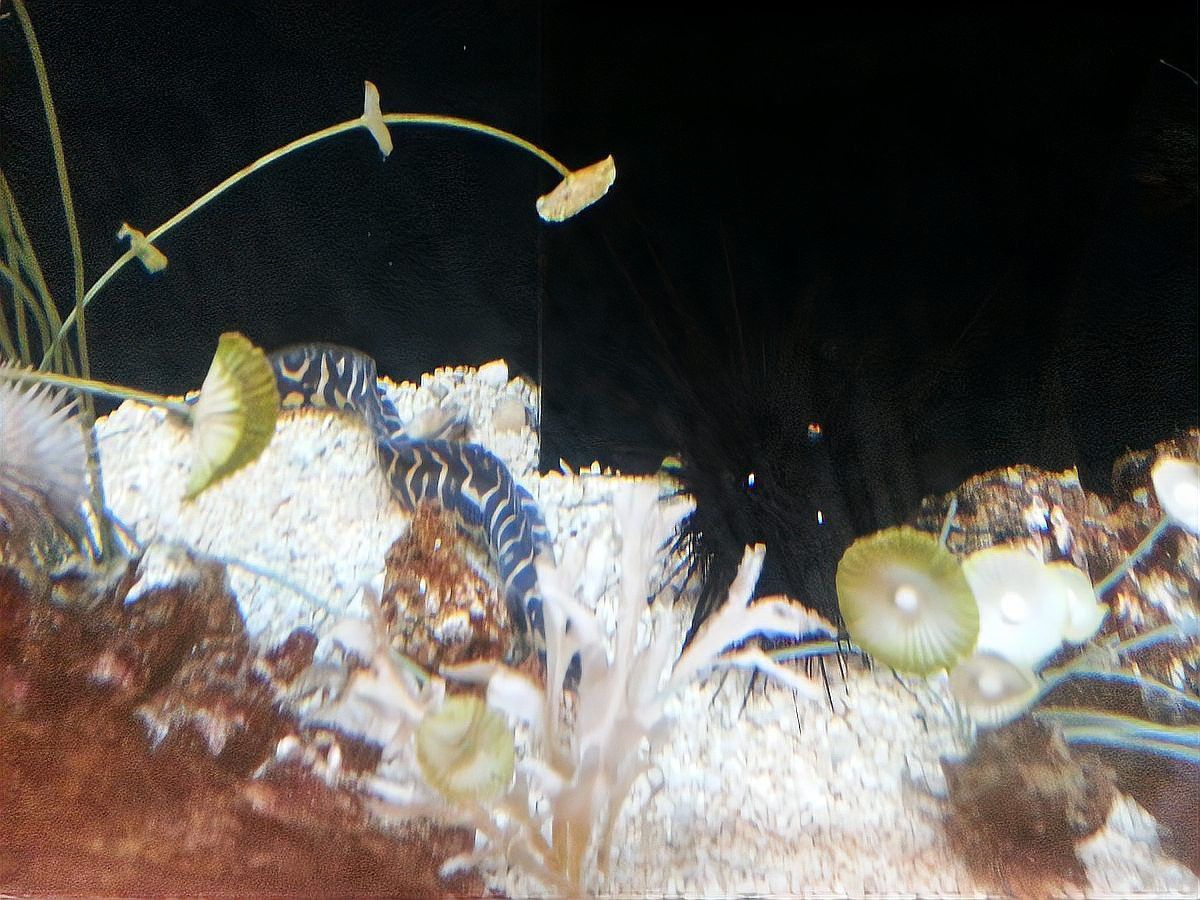 曼龍魚和孔雀魚