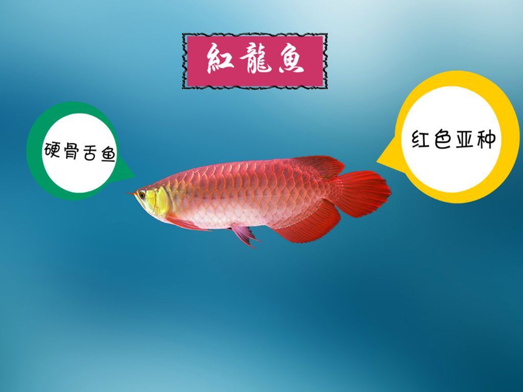 頂級紅龍魚有哪些品種？
