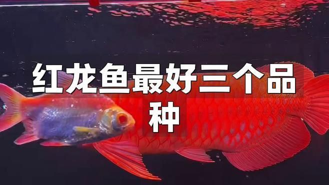 頂級紅龍魚有哪些品種？