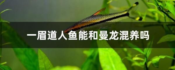 龍魚和一眉道人混養的可能性（一眉道人魚可以和龍魚混養嗎？）