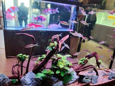 龍魚和一眉道人混養的可能性（一眉道人魚可以和龍魚混養嗎？）