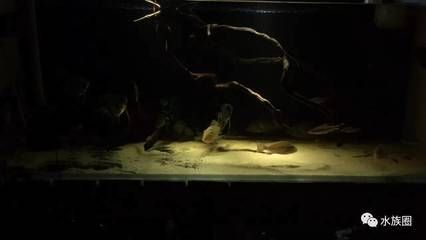 龍魚和一眉道人混養的可能性（一眉道人魚可以和龍魚混養嗎？）