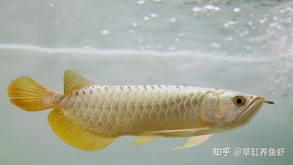 龍魚喂太飽了會有事嗎：成年龍魚喂食過量可能導(dǎo)致消化不良和營養(yǎng)失衡