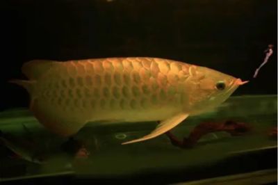 龍魚喂太飽了會有事嗎：成年龍魚喂食過量可能導(dǎo)致消化不良和營養(yǎng)失衡