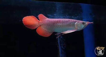 龍魚脫肛手術后會復發嗎（龍魚脫肛手術后會不會復發）