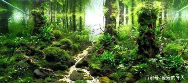 紅龍魚圖片高清大圖大全（紅龍魚圖片高清大圖大全集）