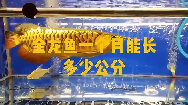 高背金龍魚生長速度如何