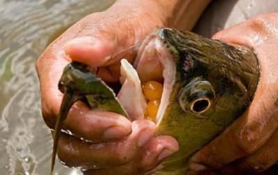 龍魚亂竄怎么回事（新買的龍魚亂竄可能由多種原因引起）