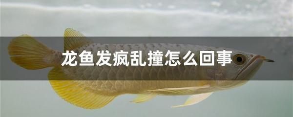 龍魚亂竄怎么回事（新買的龍魚亂竄可能由多種原因引起）
