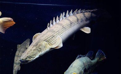 龍魚怎么做手術吃：龍魚的烹飪方法
