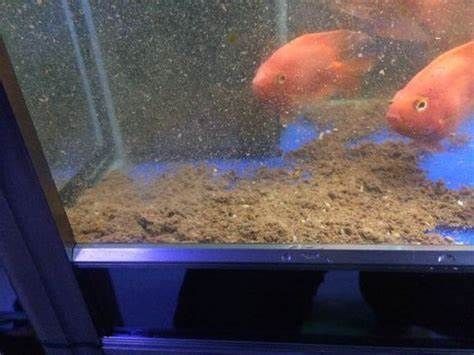 魚缸里水發黃是怎么回事，如何正確使用水質凈化劑？魚缸過濾系統維護技巧