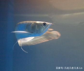 剛買銀龍魚怎么養（購買銀龍魚時，首先要挑選最一尾健康的銀龍魚）