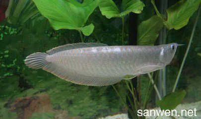 剛買銀龍魚怎么養（購買銀龍魚時，首先要挑選最一尾健康的銀龍魚）