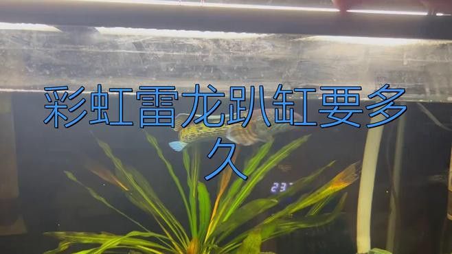 彩虹雷龍趴缸多久會恢復？