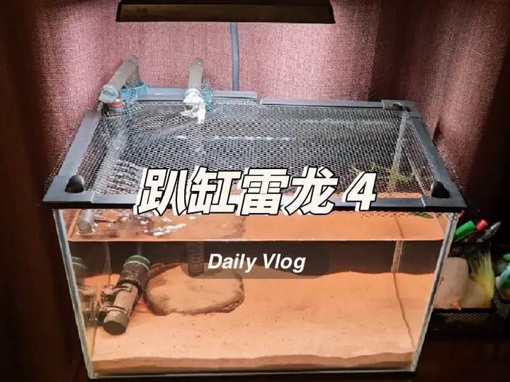 彩虹雷龍趴缸多久會恢復？