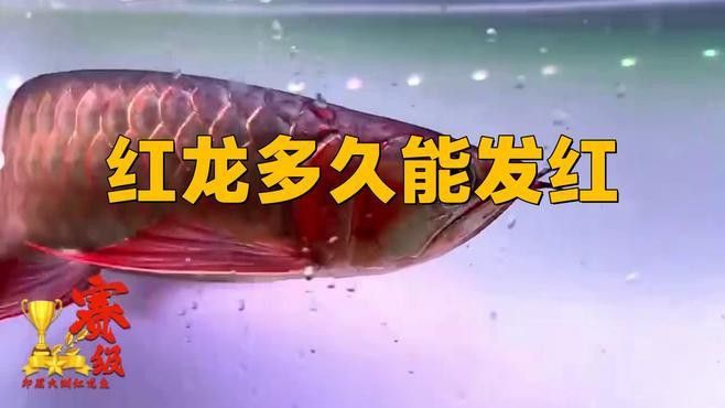 紅尾金龍魚什么時候變色的