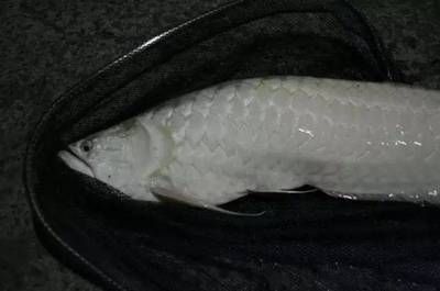 龍魚身上一層白色的膜怎么回事兒：龍魚身上出現一層白色膜的原因及處理方法