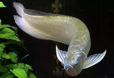 龍魚身上一層白色的膜怎么回事兒：龍魚身上出現一層白色膜的原因及處理方法