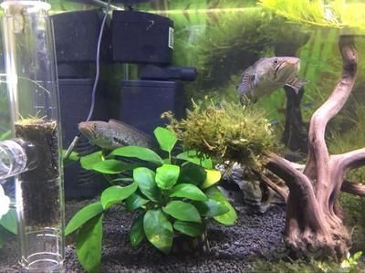 龍魚水草混養需要注意的幾點：龍魚水草混養的注意事項