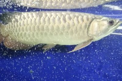 龍魚得病死了有什么預(yù)兆嘛