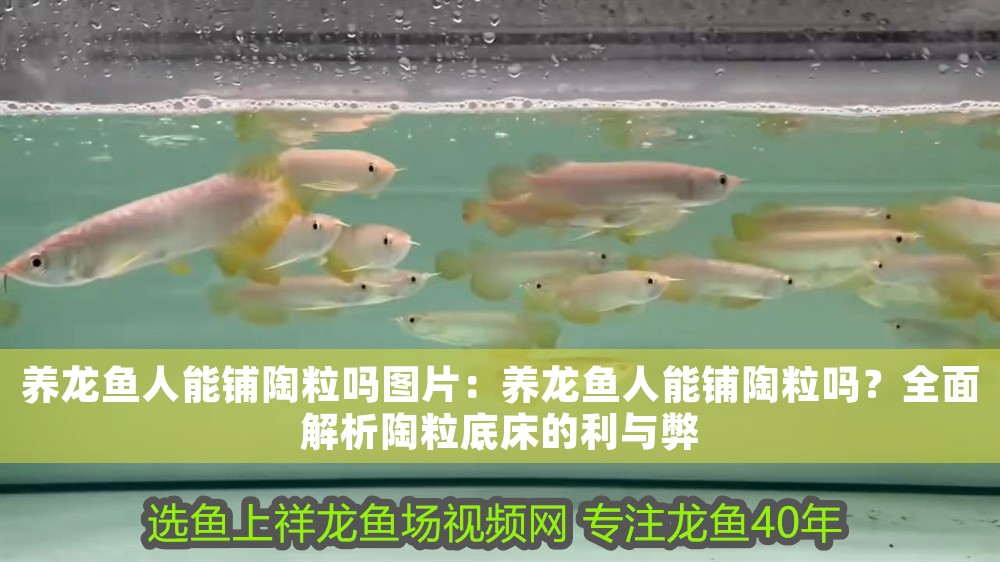 養龍魚人能鋪陶粒嗎圖片:養龍魚人能鋪陶粒嗎?全面解析陶粒底床的利與弊 龍魚百科 第1張 養龍魚人能鋪陶粒嗎圖片:養龍魚人能鋪陶粒嗎?全面解析陶粒底床的利與弊 養龍魚人能鋪陶粒嗎圖片:養龍魚人能鋪陶粒嗎?全面解析陶粒底床的利與弊 龍魚百科 第1張