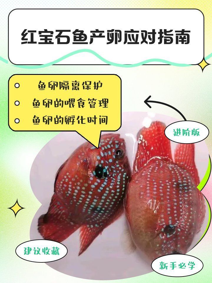 藍寶石魚產卵后怎么養