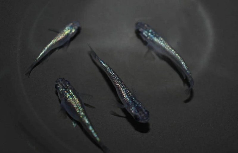 藍寶石魚產卵后怎么養