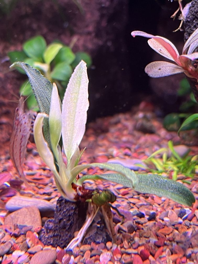 金龍魚所屬行業：金龍魚所屬行業是什么？