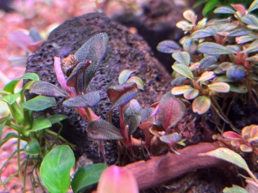 金龍魚所屬行業：金龍魚所屬行業是什么？